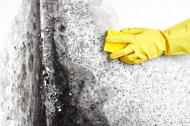 Best Black Mold Removal  in Fredericksburg, IA