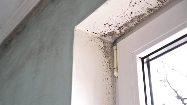 Best Affordable Mold Removal  in Fredericksburg, IA
