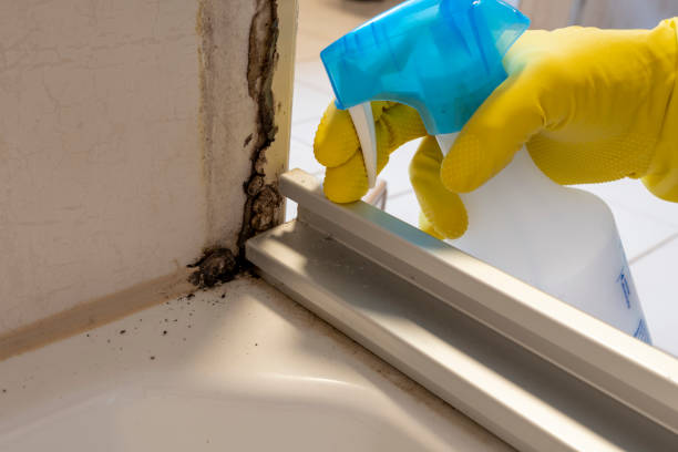 Fredericksburg, IA Mold Removal Company