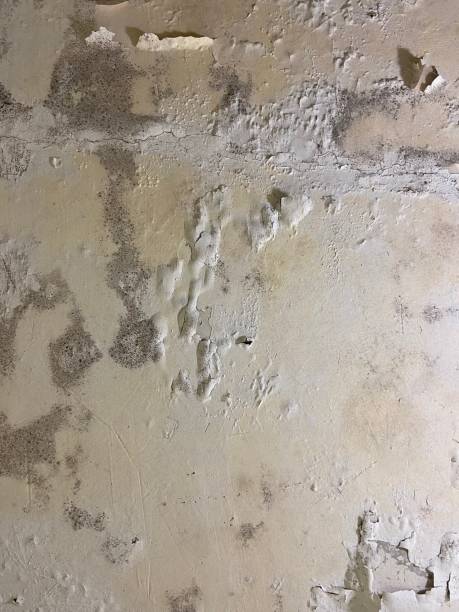 Attic Mold Removal in Fredericksburg, IA