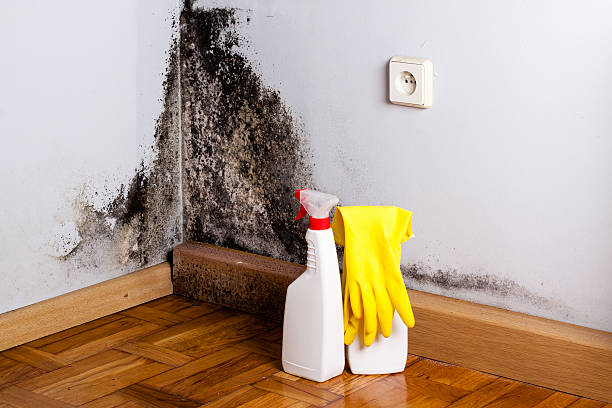 Best Commercial Mold Removal  in Fredericksburg, IA