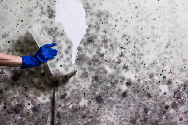 Best Residential Mold Removal  in Fredericksburg, IA